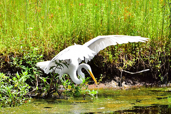 Egret after the strike.